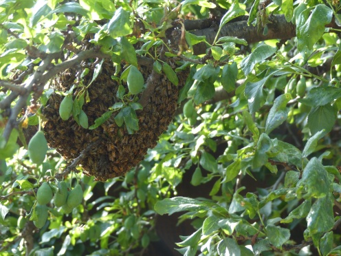 This is the hive we found hanging low in the backyard of a house we decided not to rent.