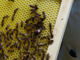Any beekeeper could tell you think photo was taken last year. Last year, the queens were blue. Every year, someone somewhere decides what color the queen will be. All beekeepers mark the queen's back in marker with the appropriate color. Can you find the queen?