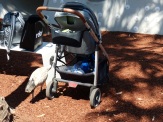 Local bird life doing what all birds do at playgrounds - raid the strollers for food.